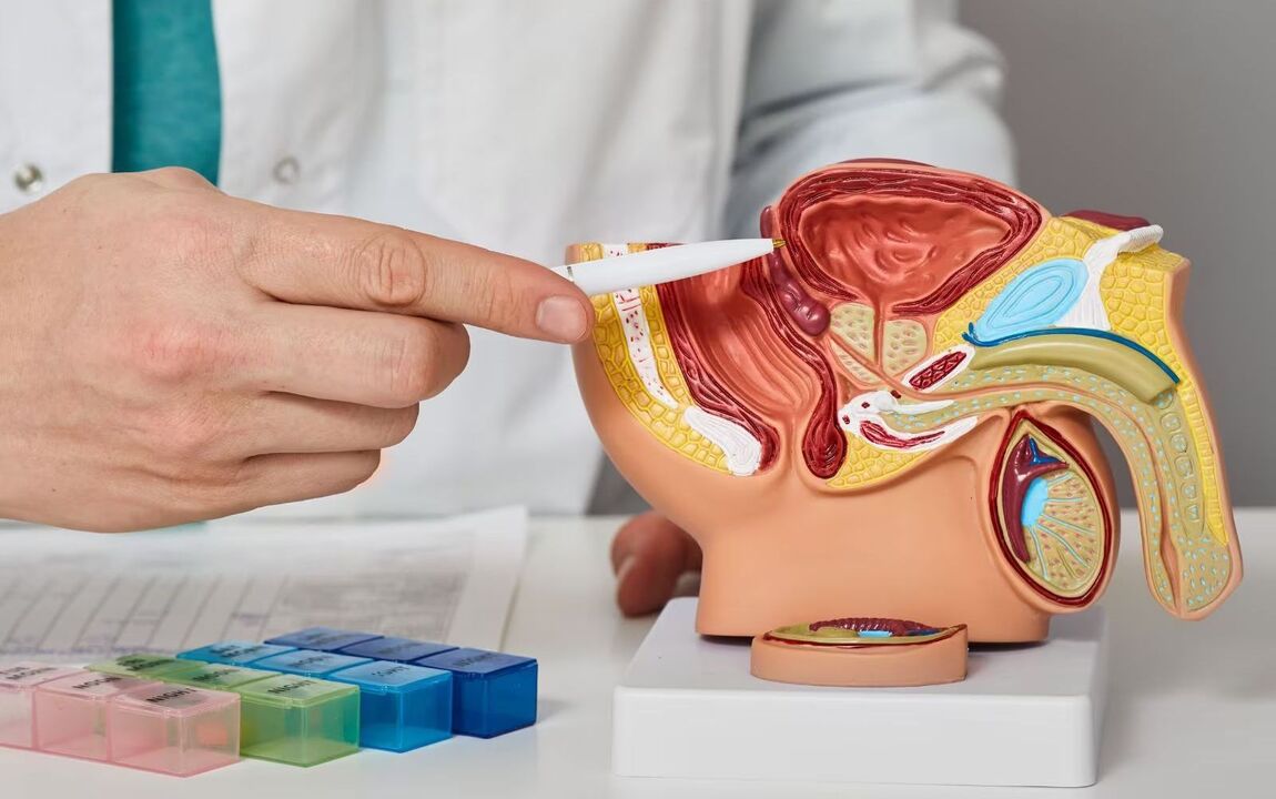 position of the prostate